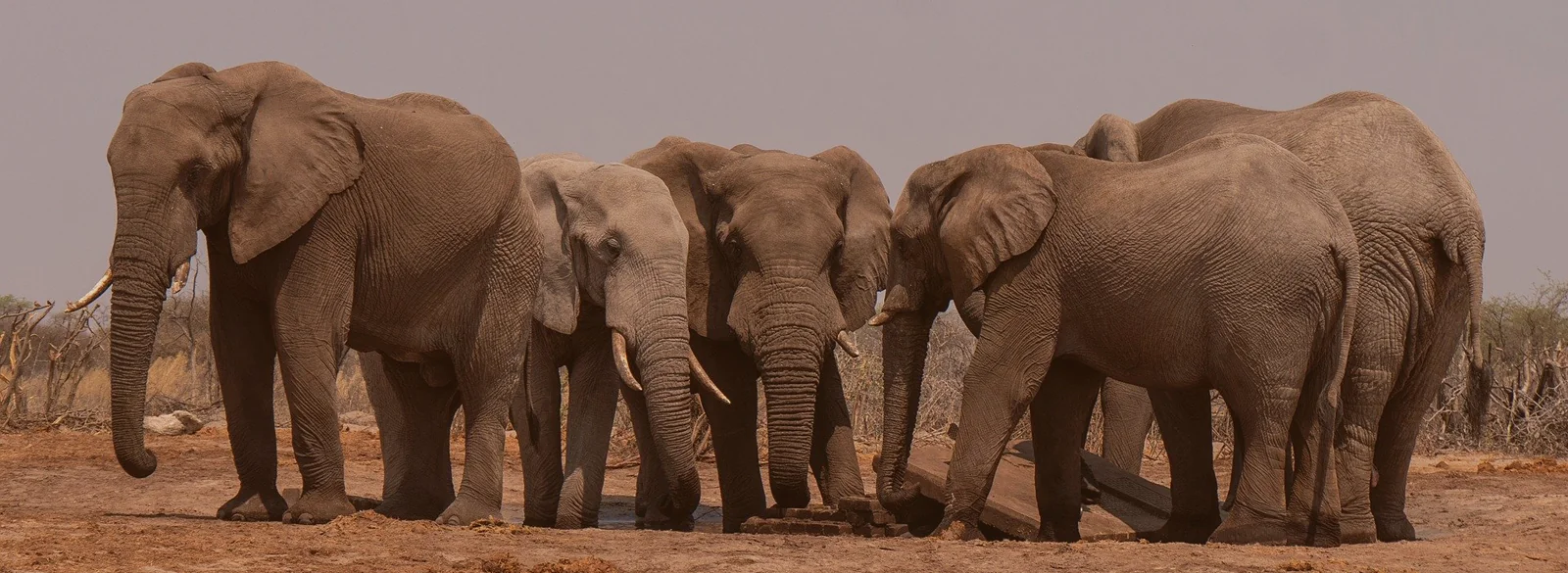 African safari landscape
