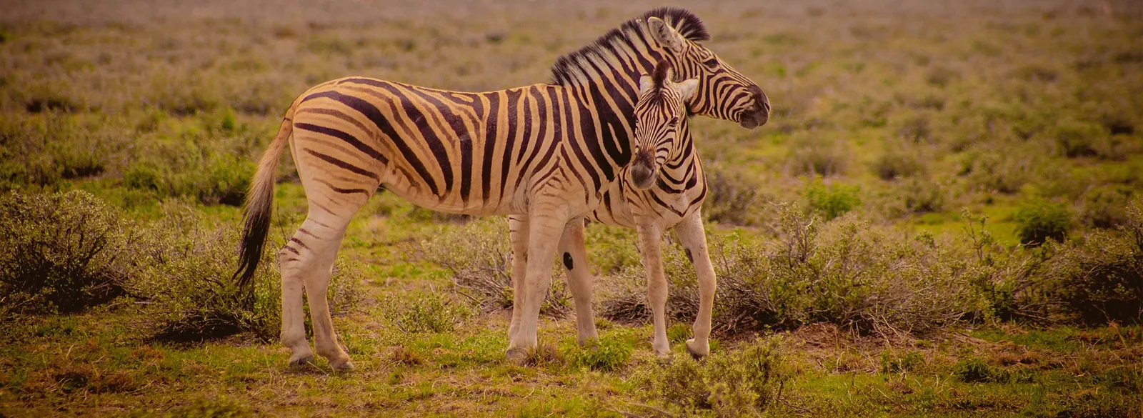 Wildlife safari in East Africa