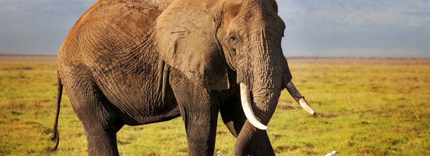 Elephant Memory