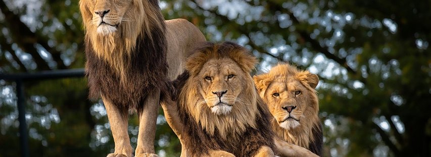 Lion Territories