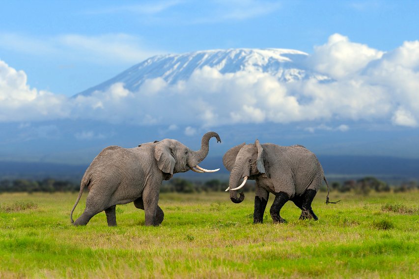 Primer plano de una pareja de leones descansando a la sombra en el Parque Nacional de Amboseli.