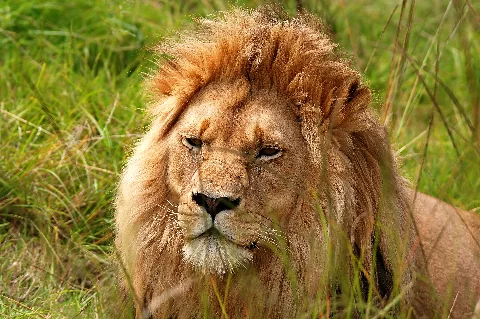 Retrato de un león macho con melena completa descansando entre el pasto verde, ojos entrecerrados y la cara enmarcada por sus bigotes