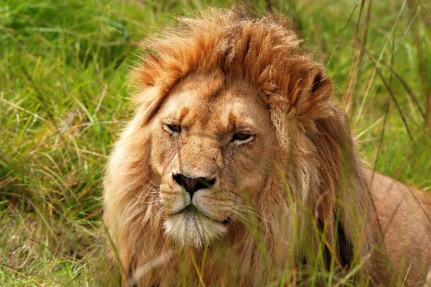 Retrato de un león macho con melena completa descansando entre el pasto verde, ojos entrecerrados y la cara enmarcada por sus bigotes