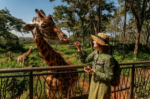 Un visitante disfrutando de un encuentro cercano con una jirafa en el Giraffe Centre