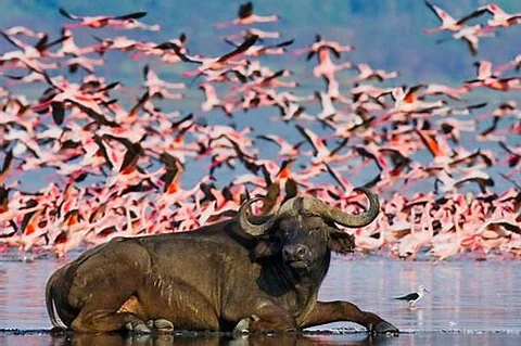 Una escena impresionante de rinocerontes y flamencos en las orillas del lago Nakuru.