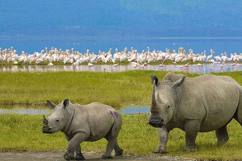 Un majestuoso búfalo rodeado por una vibrante bandada de flamencos en el Parque Nacional del Lago Nakuru.
