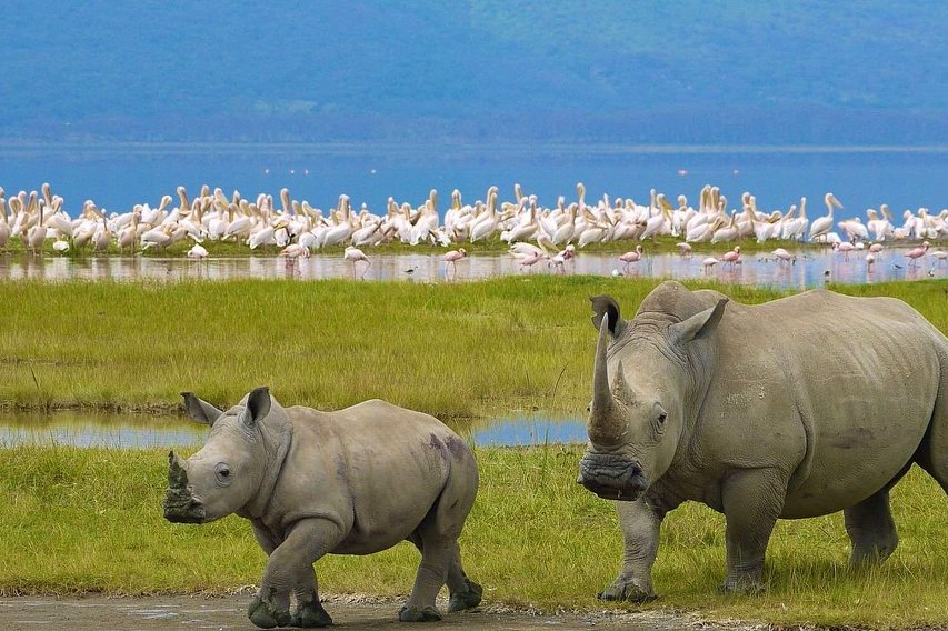 Un majestuoso búfalo rodeado por una vibrante bandada de flamencos en el Parque Nacional del Lago Nakuru.