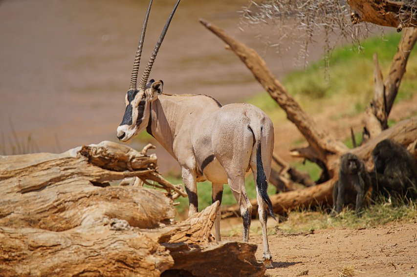 Un oryx (gemsbok) con largos cuernos rectos, en la orilla de un río entre troncos arrastrados por la corriente, mirando hacia atrás mientras los babuinos reposan a la sombra
