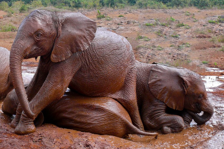 Elefantes jugando en el barro en el David Sheldrick Wildlife Trust