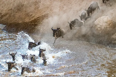 Manada de ñus cruzando un río lodoso en estampida, algunos ejemplares en pleno salto desde una orilla polvorienta