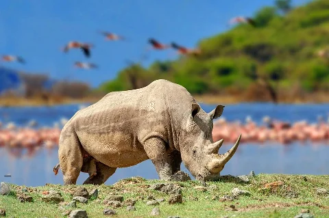 湖畔で草を食む一頭の孤独なサイ、背景にはぼんやりとしたフラミンゴと水面が広がる。