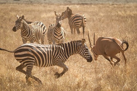 Grupo de cebras corriendo entre hierba seca y dorada, una cebra embistiendo hacia un antílope rojizo en un dinámico movimiento lateral