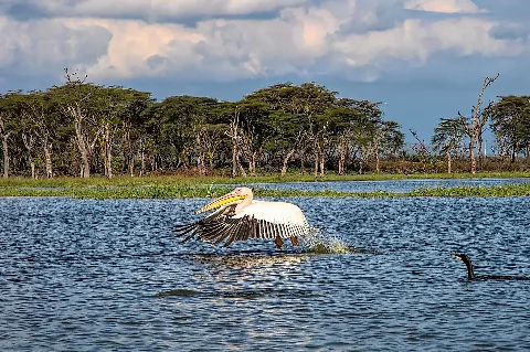 Un pelícano despegando con gracia del lago Naivasha, destacando la avifauna del lago.