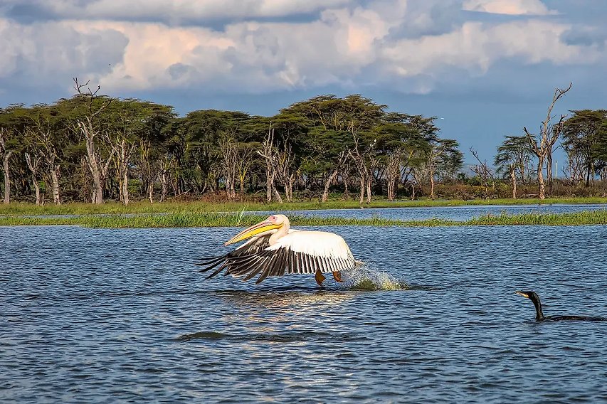 Un pelícano despegando con gracia del lago Naivasha, destacando la avifauna del lago.