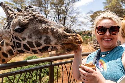 Un visitante alimentando a una jirafa en el Giraffe Centre