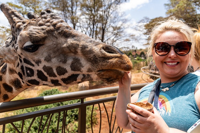Un visitante alimentando a una jirafa en el Giraffe Centre
