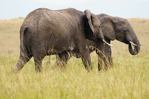 Dos elefantes africanos caminando lado a lado por la llanura herbácea, con la piel rugosa y los colmillos visibles