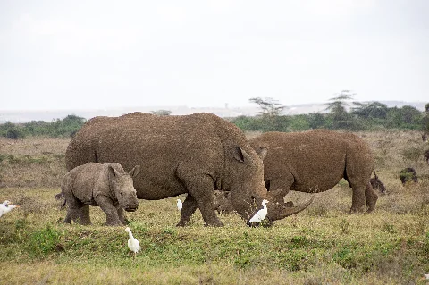 Rinocerontes pastando junto a garzas en el Parque Nacional de Nairobi