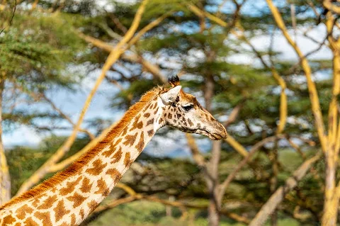 Perfil lateral de la cabeza y el largo cuello de una jirafa sobre un fondo de árboles de acacia bañados por una luz cálida.