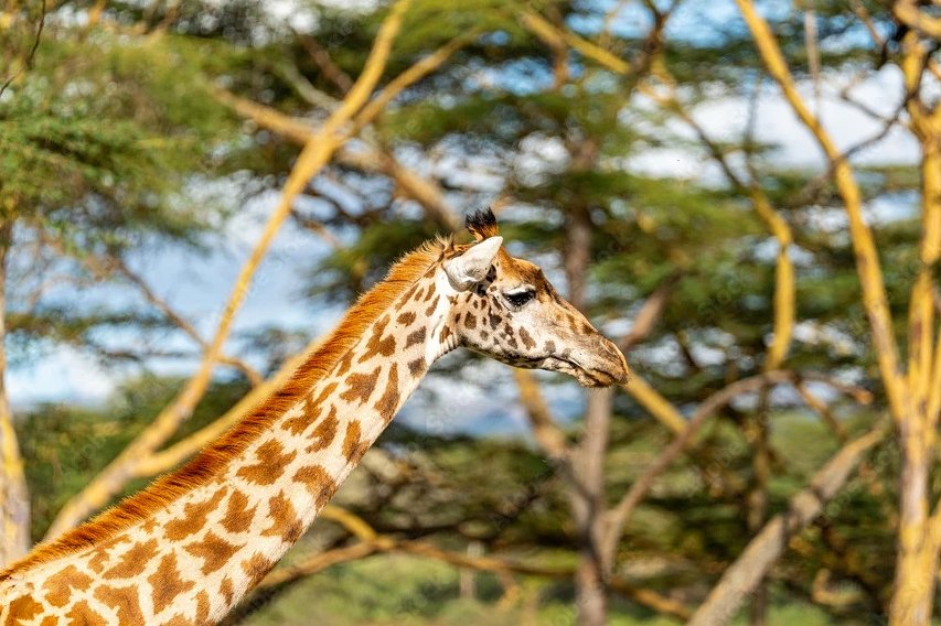 Perfil lateral de la cabeza y el largo cuello de una jirafa sobre un fondo de árboles de acacia bañados por una luz cálida.