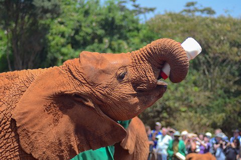 Primer plano de un joven elefante sujetando un biberón blanco con la trompa enroscada, frente a una multitud y árboles desenfocados.