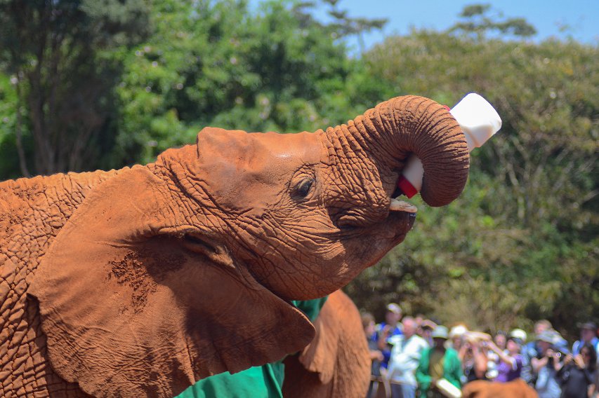 Primer plano de un joven elefante sujetando un biberón blanco con la trompa enroscada, frente a una multitud y árboles desenfocados.