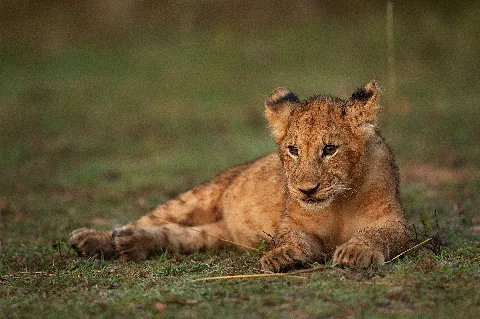 Un leoncito descansando en la hierba del Parque Nacional de Nairobi