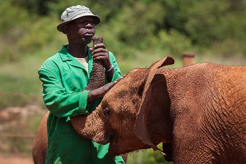 Un cuidador estableciendo vínculo con una cría de elefante en el David Sheldrick Wildlife Trust