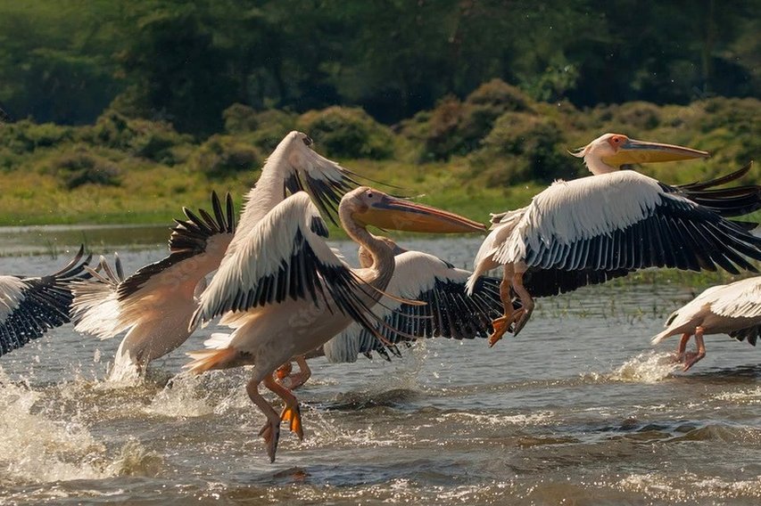 Varios pelícanos blancos corren y levantan el vuelo desde aguas poco profundas, con las alas desplegadas y el agua salpicando a su alrededor.