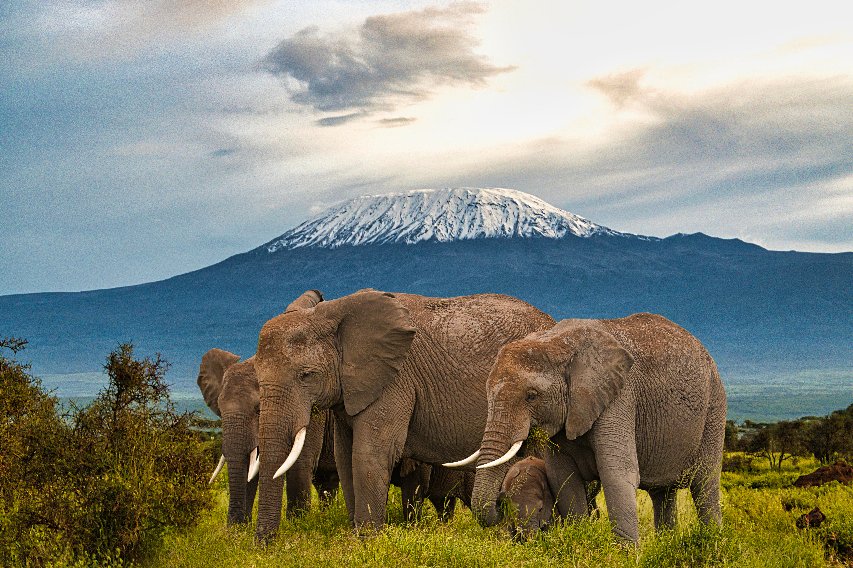 Una manada de elefantes en el Parque Nacional Amboseli con el monte Kilimanjaro al fondo.