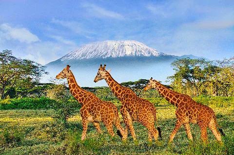 Un grupo de jirafas bebiendo en un abrevadero con el monte Kilimanjaro de fondo en el Parque Nacional Amboseli.