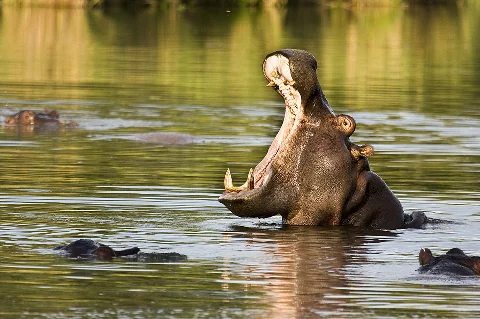 Hipopótamos descansando en las tranquilas aguas del lago Naivasha durante un paseo en barco.