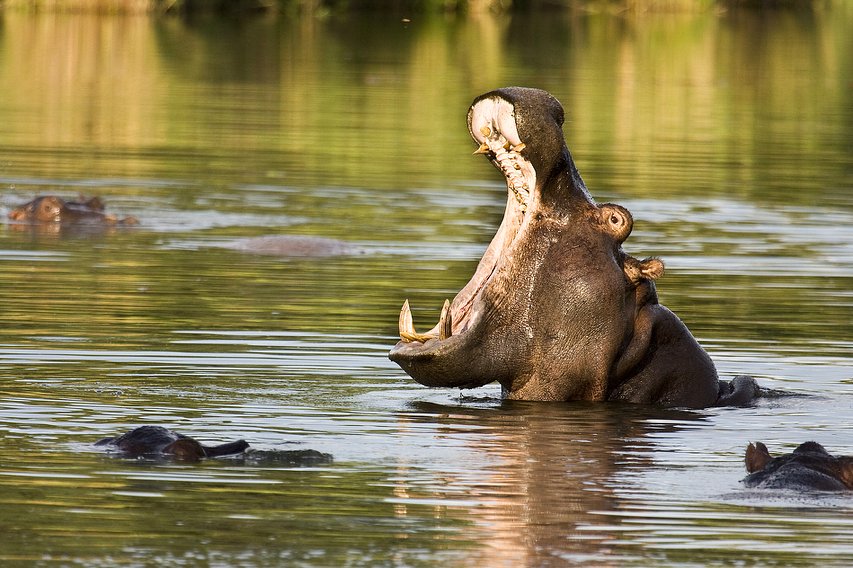 Hipopótamos descansando en las tranquilas aguas del lago Naivasha durante un paseo en barco.
