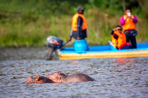 Dos hipopótamos mayormente sumergidos en primer plano de un río, y al fondo una embarcación desenfocada que transporta personas con chalecos salvavidas.