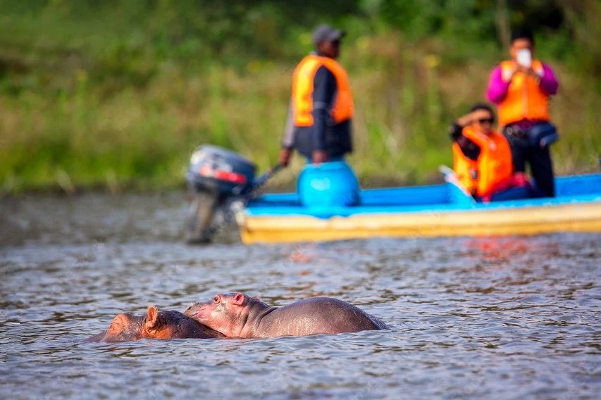 Dos hipopótamos mayormente sumergidos en primer plano de un río, y al fondo una embarcación desenfocada que transporta personas con chalecos salvavidas.