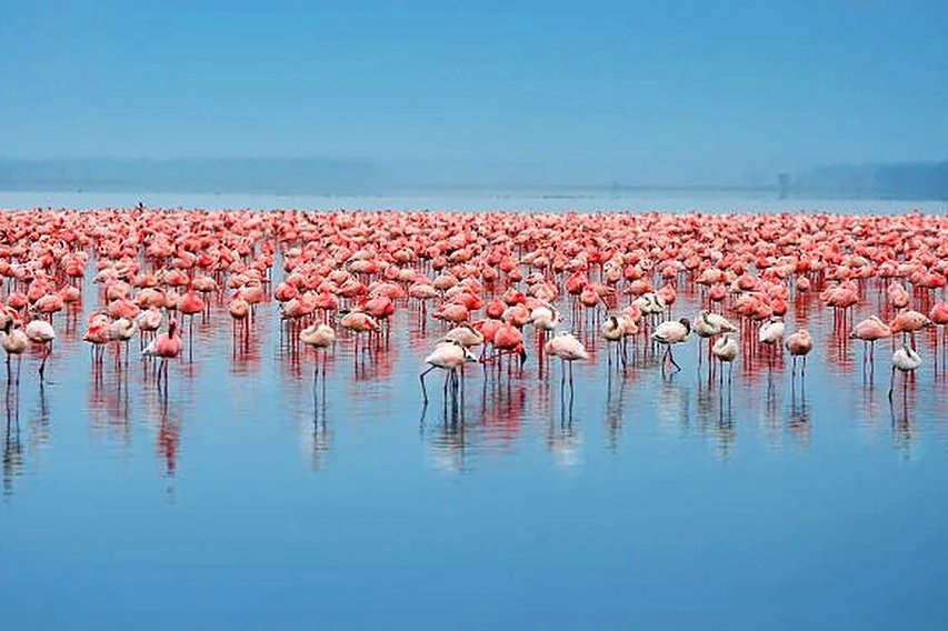 Impresionante vista del lago Nakuru con pelícanos blancos como telón de fondo y paisajes frondosos.