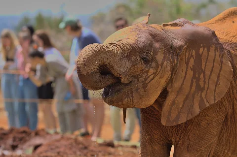 Una cría de elefante bebiendo agua en el David Sheldrick Wildlife Trust