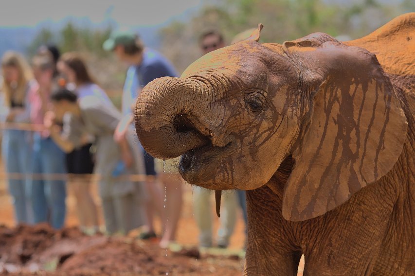 Una cría de elefante bebiendo agua en el David Sheldrick Wildlife Trust