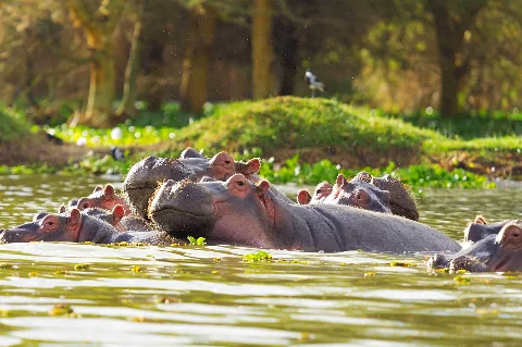 Primer plano de un hipopótamo bostezando en el lago Naivasha, rodeado de vegetación exuberante.