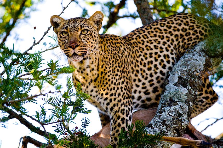 Primer plano de un leopardo moteado posado en una rama, mirando fijamente al frente entre la luz tamizada y el follaje verde.