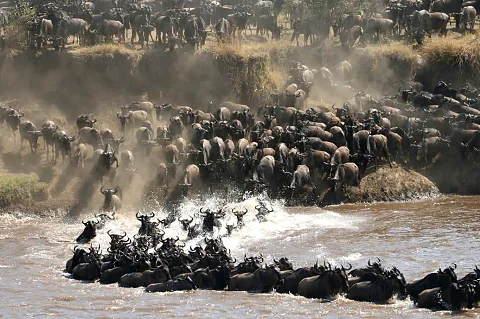 Una escena imponente de la Gran Migración: cientos de ñus bajando por la ribera y chapoteando al cruzar un río caudaloso.