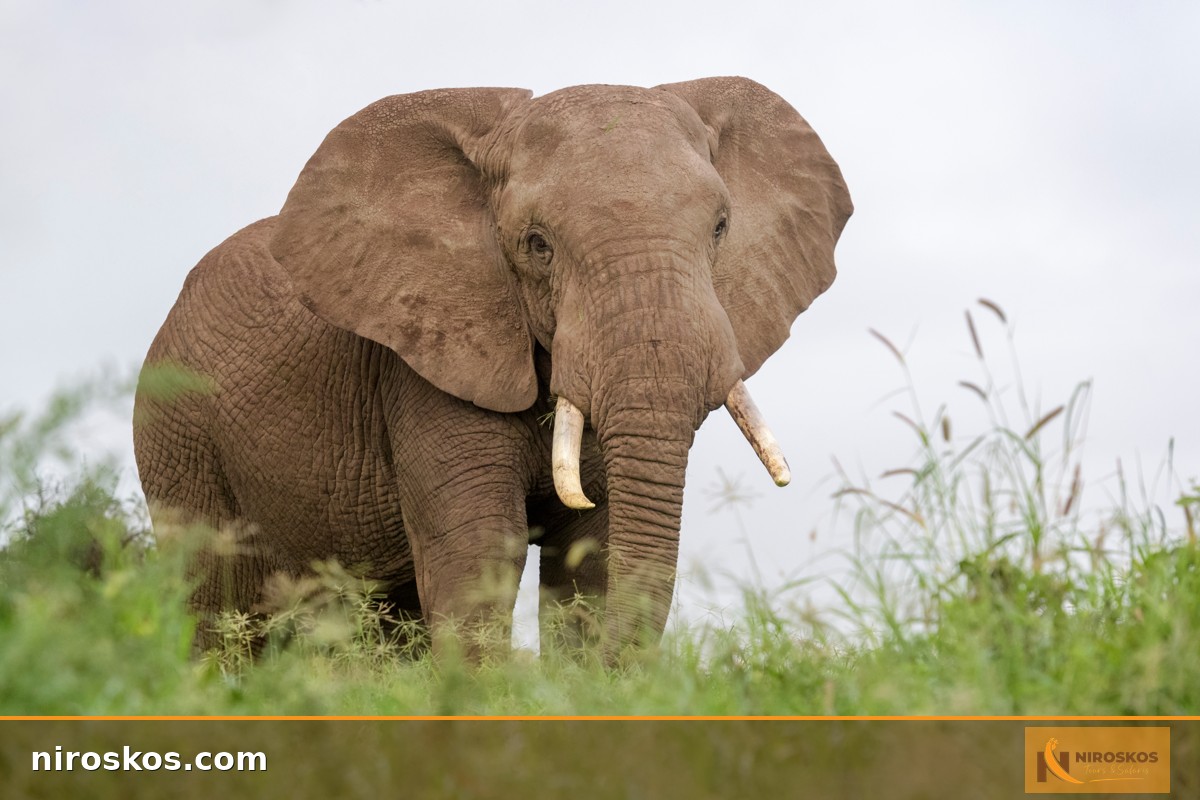 Op safari in Afrika: hier spelen wilde dieren de baas! -, image size:1200x800