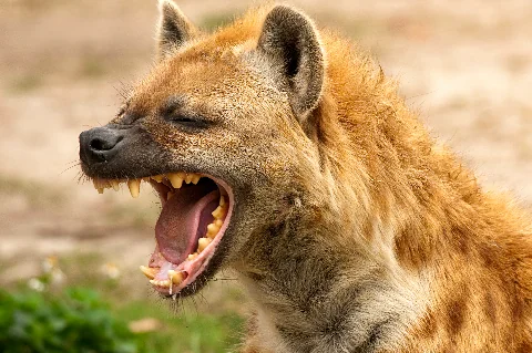 Primer plano de una hiena que bosteza, con pelaje dorado y despeinado y los dientes afilados visibles sobre un fondo suave y desenfocado de sabana