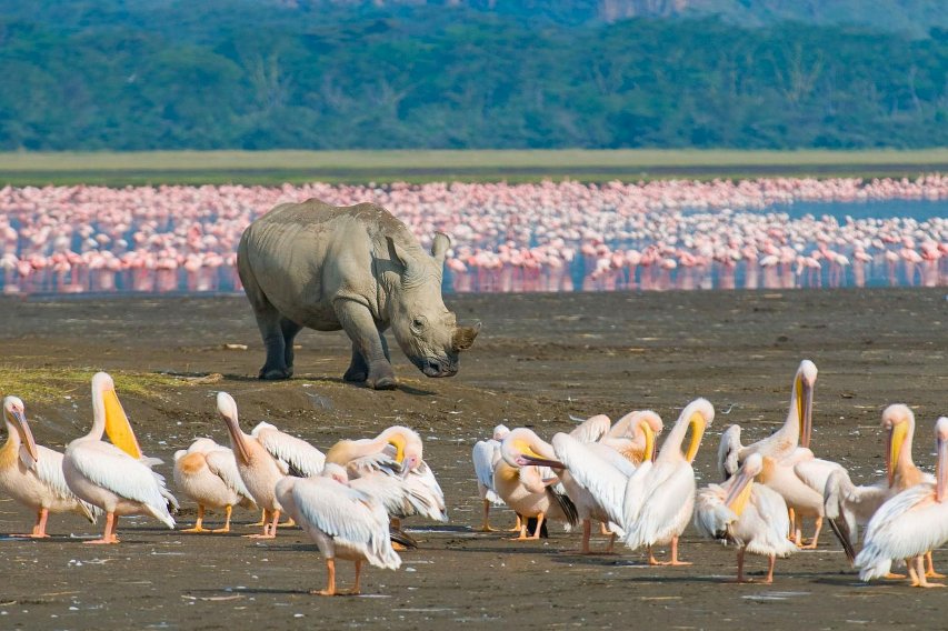 Una jirafa tranquila paseando junto a pelícanos cerca del lago Nakuru.