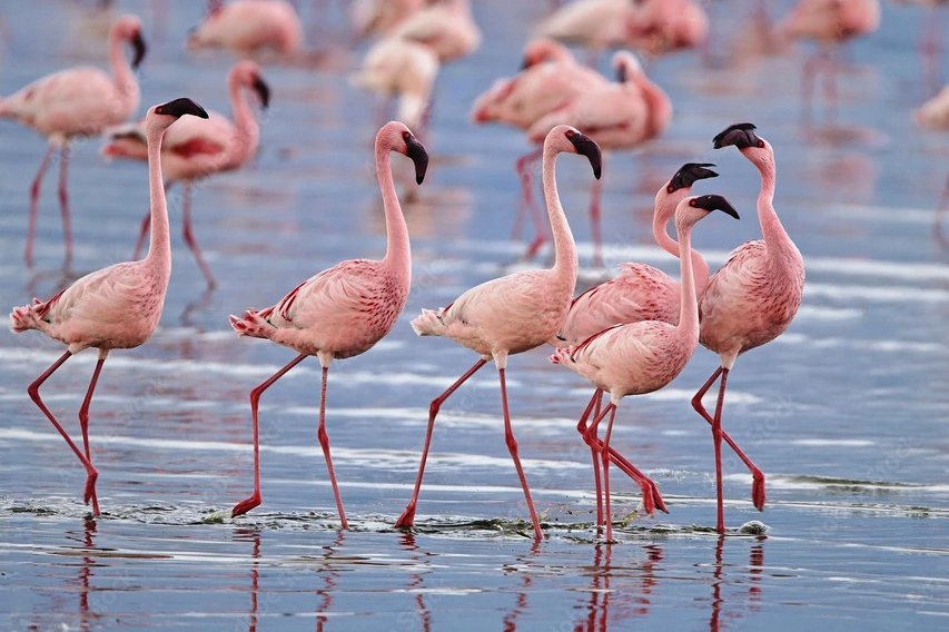 Un grupo de flamencos rosados vadeando en aguas poco profundas; sus largas patas y sus picos curvados con la punta negra se reflejan en la superficie.