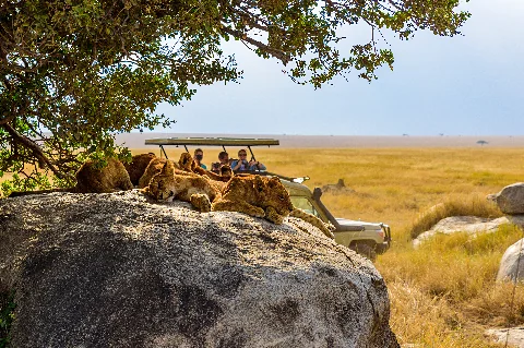 Un grupo de cachorros de león recostados sobre una roca bañada por el sol, con un vehículo de safari y turistas en el fondo.