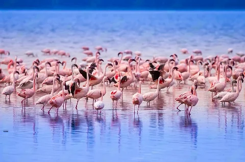 Una gran bandada de flamencos concentrada en aguas poco profundas y de color azul, algunas aves con las alas levantadas que muestran plumas negras.
