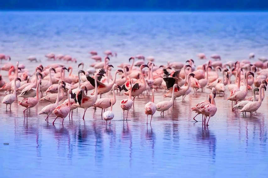 Una gran bandada de flamencos concentrada en aguas poco profundas y de color azul, algunas aves con las alas levantadas que muestran plumas negras.