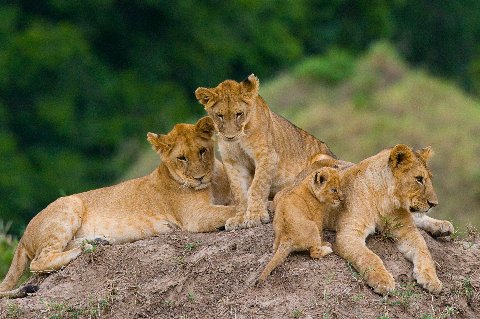 Cuatro leones jóvenes descansando juntos sobre un montículo de tierra, con un suave fondo de bosque verde.