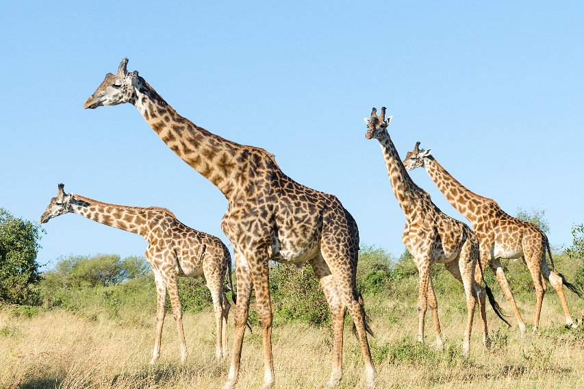 Un grupo de altas jirafas paseando por una sabana soleada bajo un cielo azul claro, con sus cuellos y patas con manchas bien visibles.